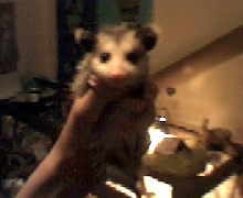 Bonzai a white eared opossum
