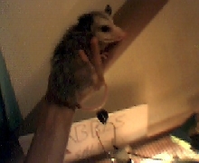 Another pic of Bonzai