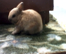 Honeycomb a tort netherland dwarf