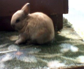 Honeycomb a tort netherland dwarf