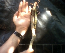 Big bug