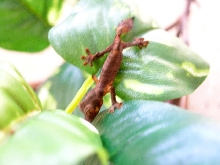 New Year's Day Hatchling