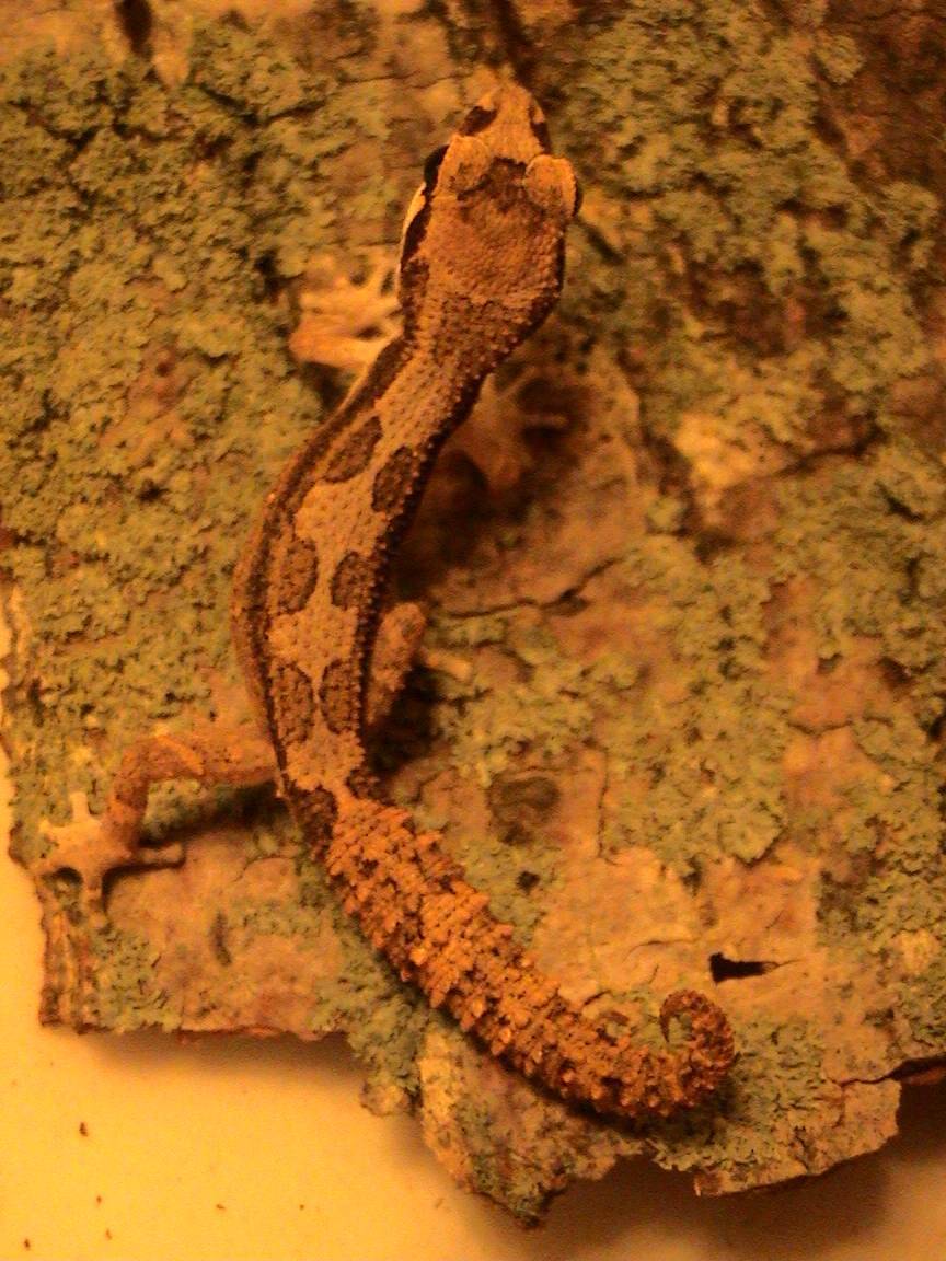 Juvenile female P. androyensis
