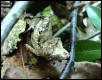 Uroplatus phantasticus male 01