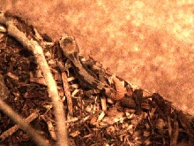 Jungle Pandroyensis