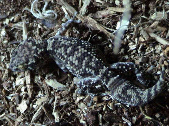 Paroedura bastardi ibityensis female
