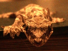 Ptychozoon kuhli Female
