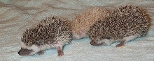 baby hedgehogs