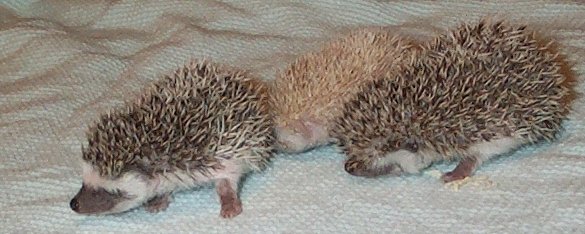 baby hedgehogs