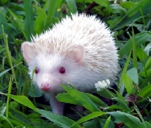 Thania the Hedgehog