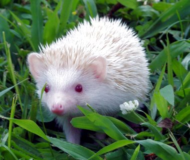 Thania the Hedgehog