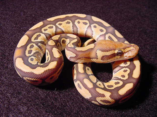 Caramel