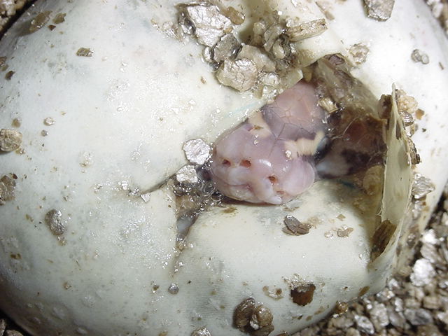 In the Egg