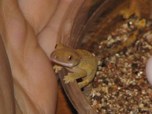 very first crested to hatch!