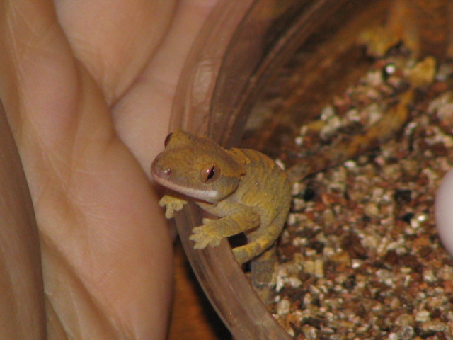 very first crested to hatch!