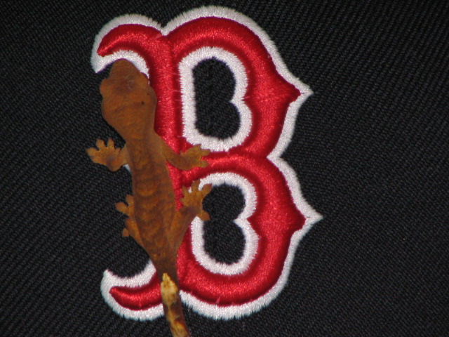 Red Sox fan for life