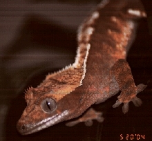 geckos