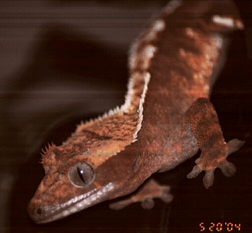 geckos