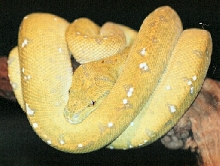 Our pretty chondro
