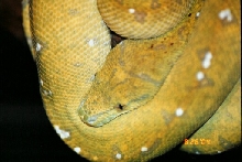 aru chondro