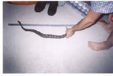 bp next to ruler