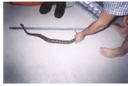 bp next to ruler