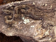 fshedtail