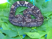 blackestyearling