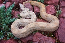 u5.1
