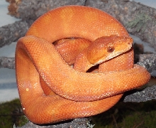 holdback
