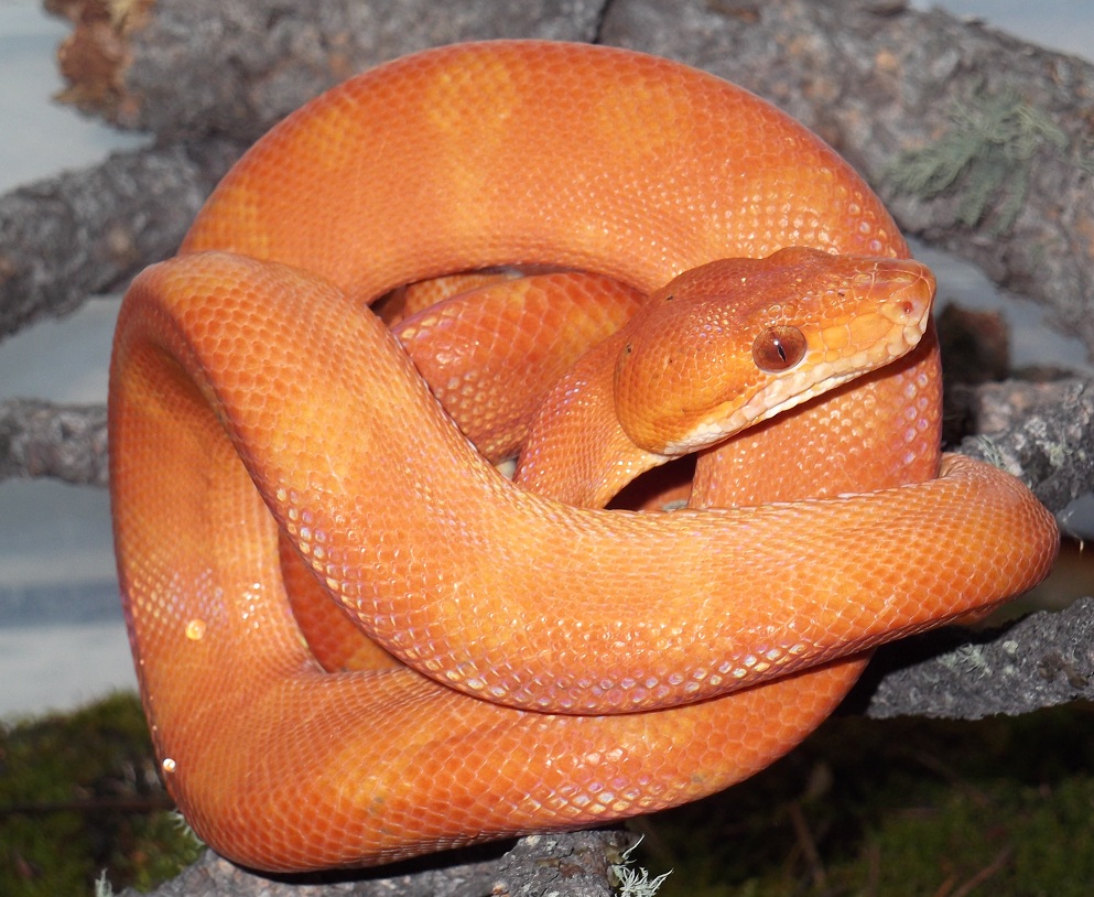 holdback