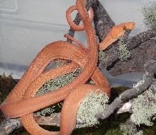 orange10