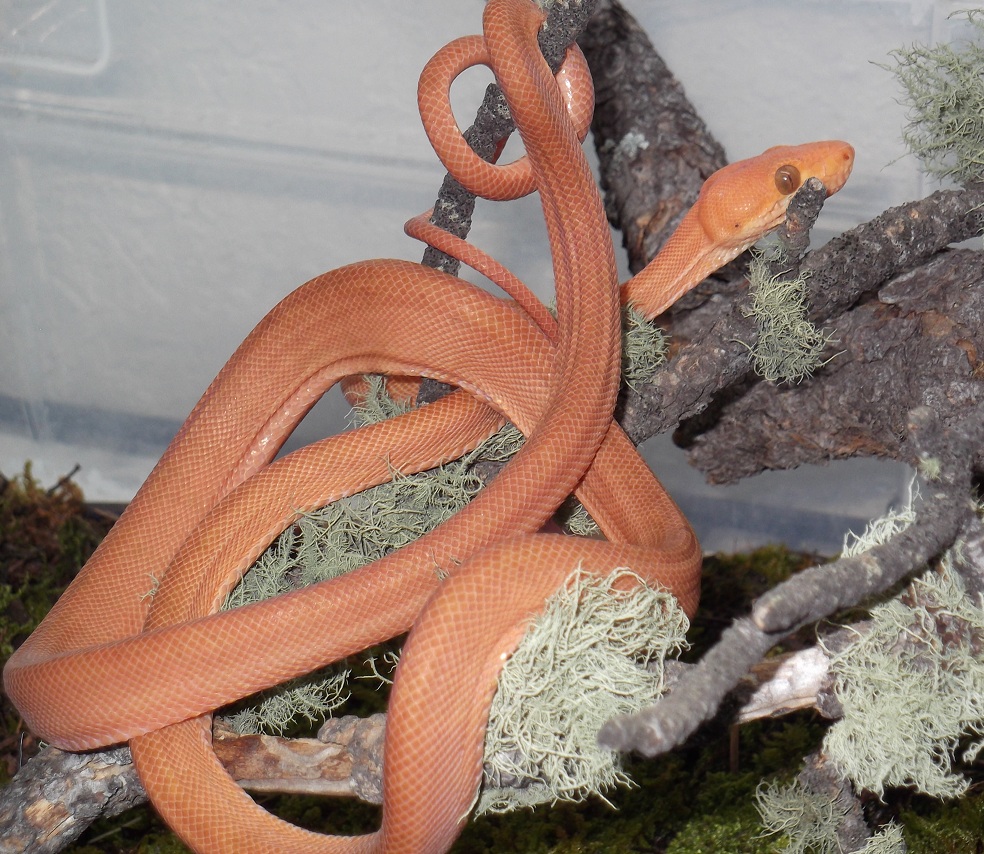 orange10