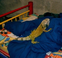 RR on my bed