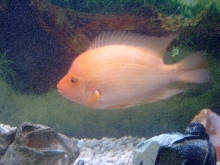 My Red Devil