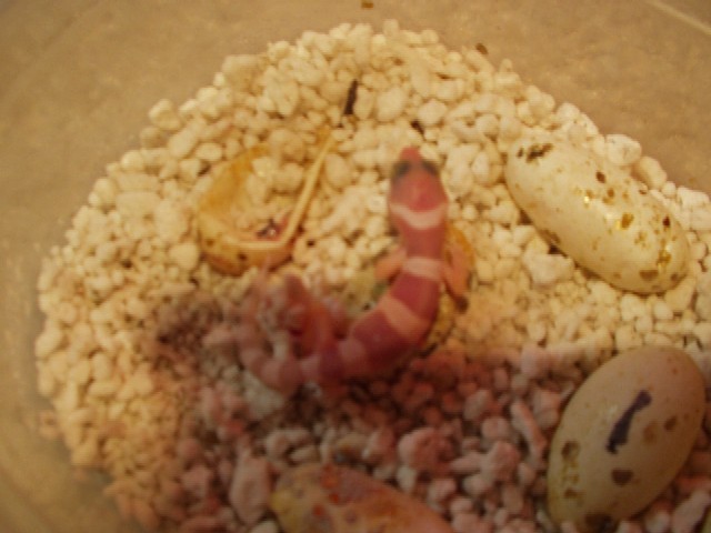 Rainwater Hatchling