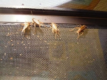 What R they doing ?