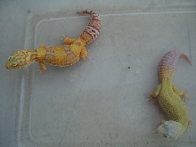 Tangerine Rainwater and Patternless Females