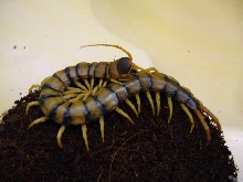 New Bug on the Block