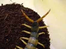 tail of centipede