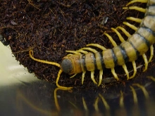 head centipede
