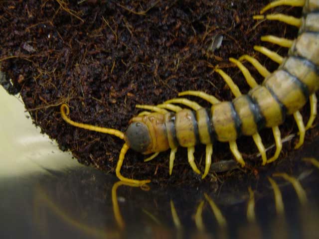 head centipede