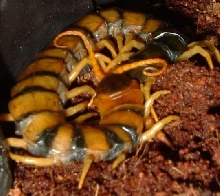 centipede curled