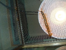 some bugs like it hot