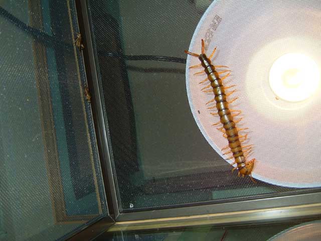 some bugs like it hot
