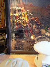 centipede CAM the whole shooting match