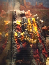 centipede steam bath