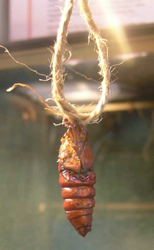 HornWorm horror story