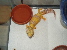 Tangerine Rainwater Albino