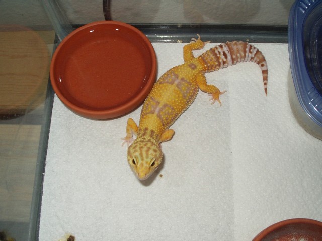 Tangerine Rainwater Albino